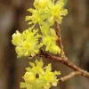 Northern Spicebush Shrub - 8-14" Tall Live Plant - Quart Pot - Fragrant Bush Seedling - Lindera Benzoin - Image 1