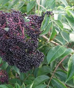 Nova Elderberry Live Plant - Healthy Edible Shrub for Edible Fruit, Zones 4-8 - Image 2