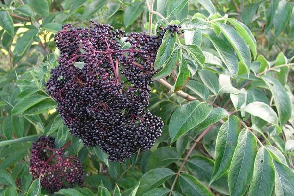 Nova Elderberry Live Plant - Healthy Edible Shrub for Edible Fruit, Zones 4-8 - Image 2