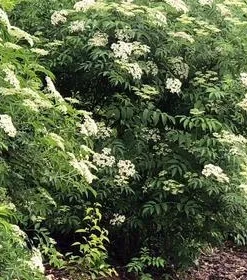 Nova Elderberry Live Plant - Healthy Edible Shrub for Edible Fruit, Zones 4-8 - Image 3