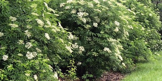 Nova Elderberry Live Plant - Healthy Edible Shrub for Edible Fruit, Zones 4-8 - Image 3