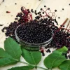 Nova Elderberry Live Plant - Healthy Edible Shrub for Edible Fruit, Zones 4-8 - Image 1