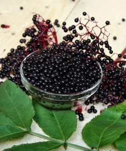 Nova Elderberry Live Plant - Healthy Edible Shrub for Edible Fruit, Zones 4-8 - Image 1