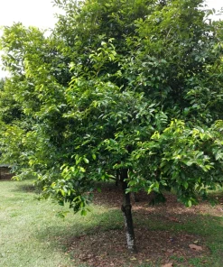 Nutmeg Tree Seeds - Myristica Fragrans for Spice, 1 Seed Packet, Outdoor - Image 2