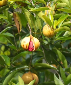 Nutmeg Tree Seeds - Myristica Fragrans for Spice, 1 Seed Packet, Outdoor - Image 3