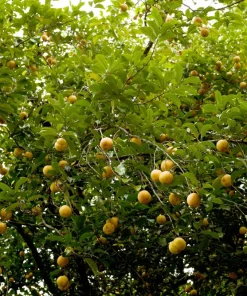 Nutmeg Tree Seeds - Myristica Fragrans for Spice, 1 Seed Packet, Outdoor - Image 4