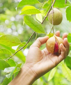 Nutmeg Tree Seeds - Myristica Fragrans for Spice, 1 Seed Packet, Outdoor - Image 5