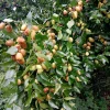 Nutmeg Tree Seeds - Myristica Fragrans for Spice, 1 Seed Packet, Outdoor - Image 1