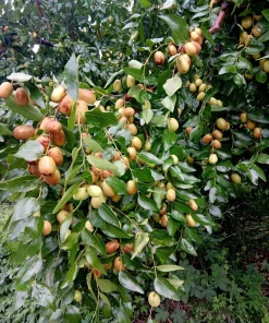 Nutmeg Tree Seeds - Myristica Fragrans for Spice, 1 Seed Packet, Outdoor - Image 1