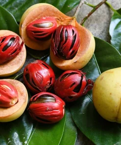 Nutmeg Tree Seeds - Myristica Fragrans for Spice, 1 Seed Packet, Outdoor - Image 8