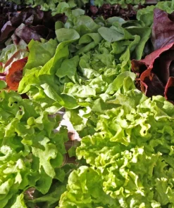 Oak Leaf Lettuce Seeds – 3000 Green Lactuca Sativa Vegetable Seeds for Home Garden - Image 4