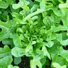 Oak Leaf Lettuce Seeds – 3000 Green Lactuca Sativa Vegetable Seeds for Home Garden - Image 1