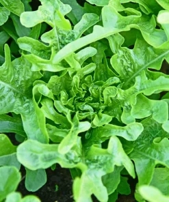 Oak Leaf Lettuce Seeds – 3000 Green Lactuca Sativa Vegetable Seeds for Home Garden - Image 1