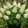 Oakleaf Hydrangea Live Plant – Creamy White Flowers – 6-12" Tall Shrub – 4" Pot - Image 1