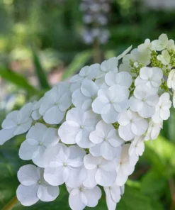 Oakleaf Hydrangea Live Plant – Creamy White Flowers – 6-12