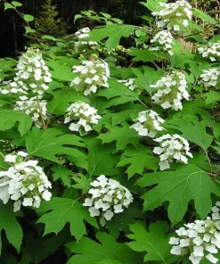 Oakleaf Hydrangea Live Plant – Creamy White Flowers – 6-12