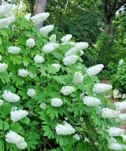 Oakleaf Hydrangea Live Plant – Creamy White Flowers – 6-12
