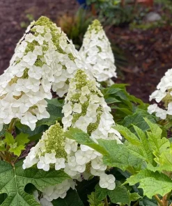 Oakleaf Hydrangea Live Plant – Creamy White Flowers – 6-12