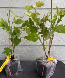 Oakleaf Hydrangea Live Plant – White to Pink Flowers – 6-12 Inches Tall – 4 Inch Pot - Image 2