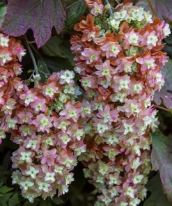 Oakleaf Hydrangea Live Plant – White to Pink Flowers – 6-12 Inches Tall – 4 Inch Pot - Image 3