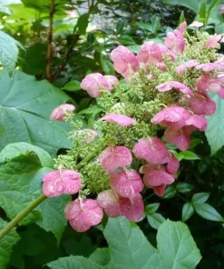 Oakleaf Hydrangea Live Plant – White to Pink Flowers – 6-12 Inches Tall – 4 Inch Pot - Image 6