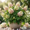 Oakleaf Hydrangea Live Plant – White to Pink Flowers – 6-12 Inches Tall – 4 Inch Pot - Image 1