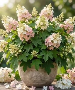 Oakleaf Hydrangea Live Plant – White to Pink Flowers – 6-12 Inches Tall – 4 Inch Pot - Image 1