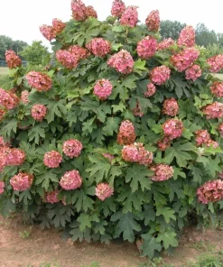 Oakleaf Hydrangea Live Plant – White to Pink Flowers – 6-12 Inches Tall – 4 Inch Pot - Image 7