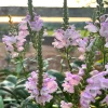 Obedient Plant Physostegia Virginiana Live Plant – 4 Inch Pot – Outdoor Perennial - Image 1