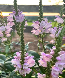 Obedient Plant Physostegia Virginiana Live Plant – 4 Inch Pot – Outdoor Perennial - Image 1