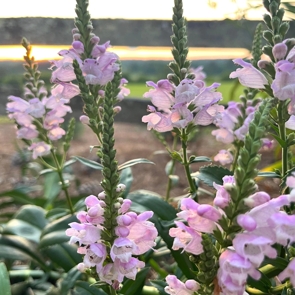 Obedient Plant Physostegia Virginiana Live Plant – 4 Inch Pot – Outdoor Perennial - Image 1