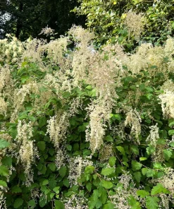Ocean Spray Shrub Seeds - Holodiscus Discolor White Flowers - 100 Seeds - Image 2