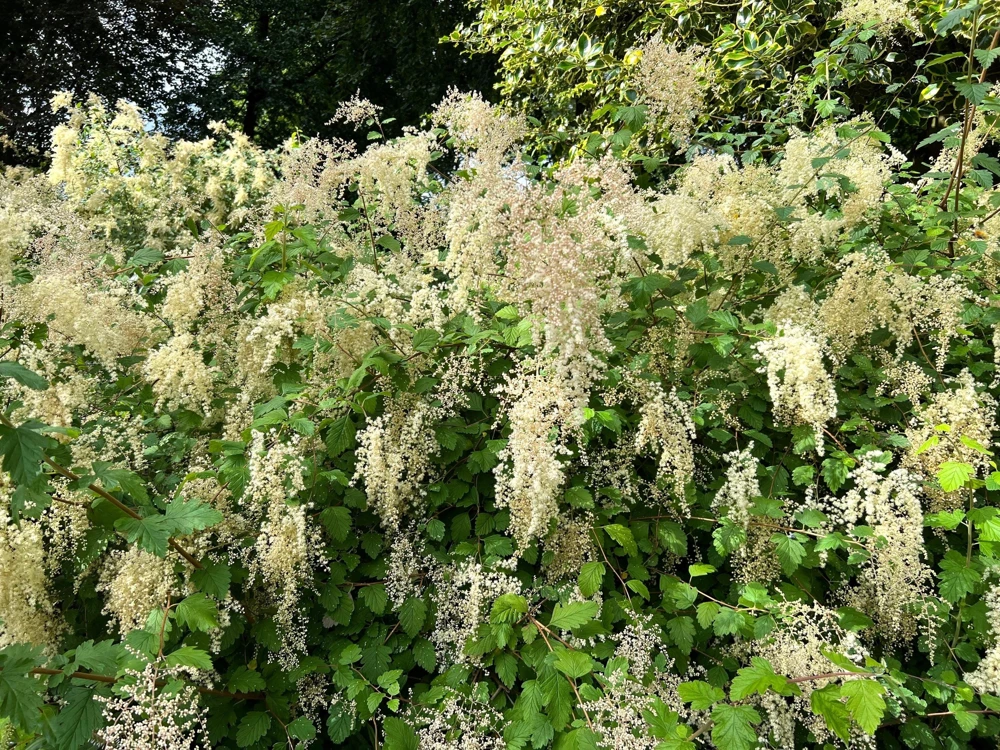 Ocean Spray Shrub Seeds - Holodiscus Discolor White Flowers - 100 Seeds - Image 2