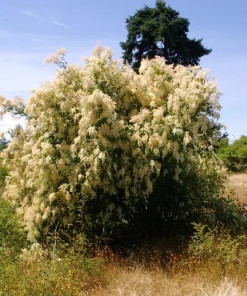 Ocean Spray Shrub Seeds - Holodiscus Discolor White Flowers - 100 Seeds - Image 3