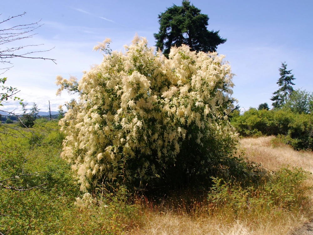 Ocean Spray Shrub Seeds - Holodiscus Discolor White Flowers - 100 Seeds - Image 3