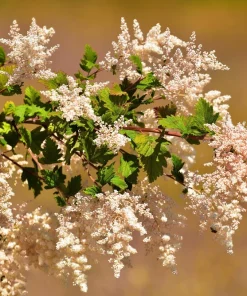 Ocean Spray Shrub Seeds - Holodiscus Discolor White Flowers - 100 Seeds - Image 4