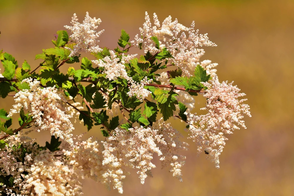 Ocean Spray Shrub Seeds - Holodiscus Discolor White Flowers - 100 Seeds - Image 4