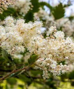Ocean Spray Shrub Seeds - Holodiscus Discolor White Flowers - 100 Seeds - Image 5