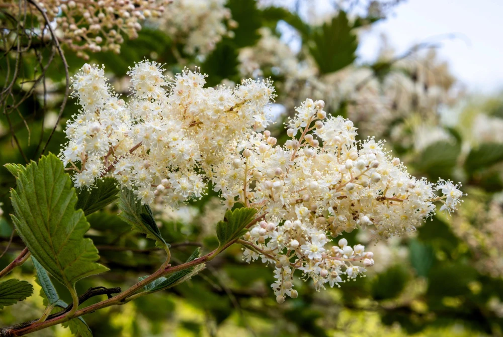 Ocean Spray Shrub Seeds - Holodiscus Discolor White Flowers - 100 Seeds - Image 5