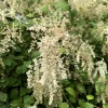Ocean Spray Shrub Seeds - Holodiscus Discolor White Flowers - 100 Seeds - Image 1