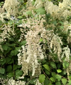 Ocean Spray Shrub Seeds - Holodiscus Discolor White Flowers - 100 Seeds - Image 1