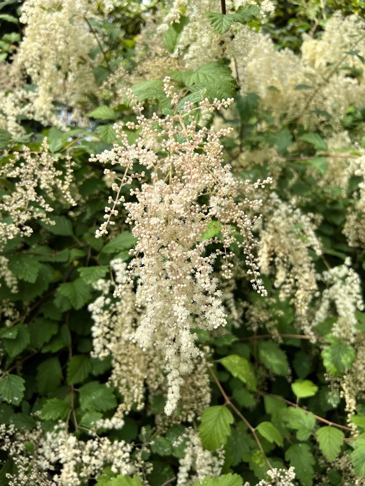 Ocean Spray Shrub Seeds - Holodiscus Discolor White Flowers - 100 Seeds - Image 1