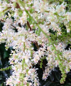 Ocean Spray Shrub Seeds - Holodiscus Discolor White Flowers - 100 Seeds - Image 6