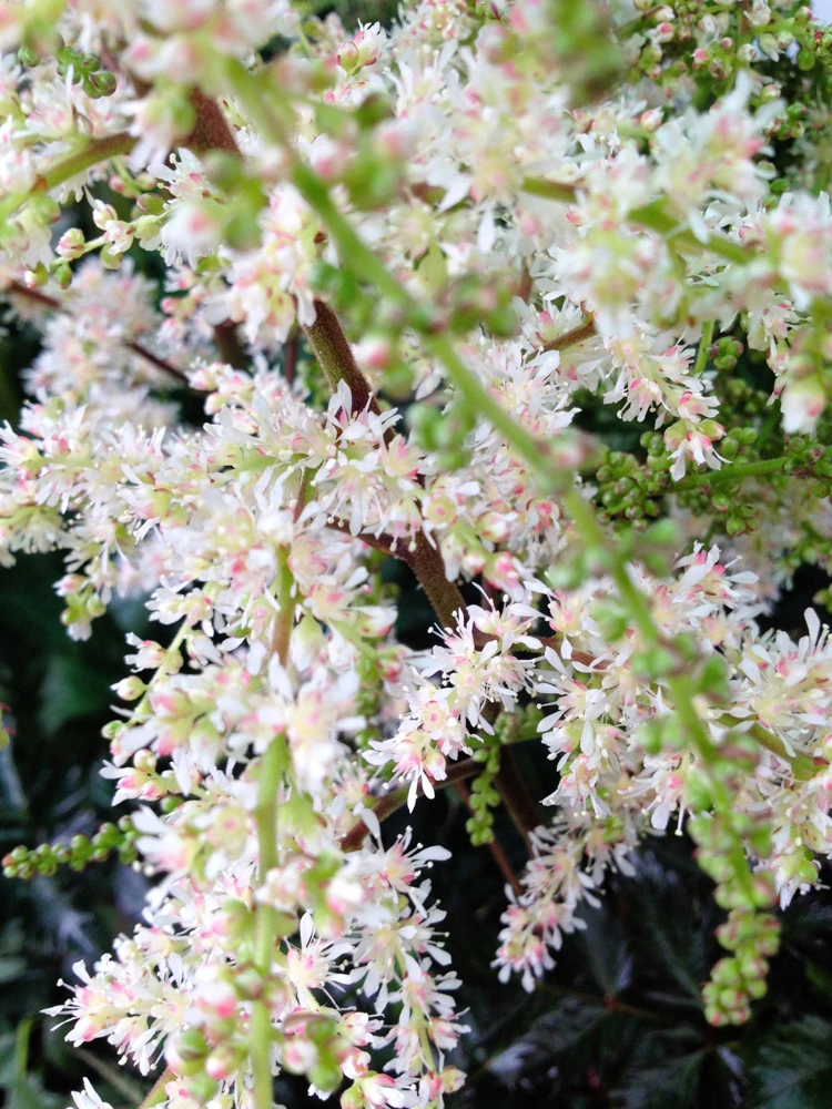 Ocean Spray Shrub Seeds - Holodiscus Discolor White Flowers - 100 Seeds - Image 6