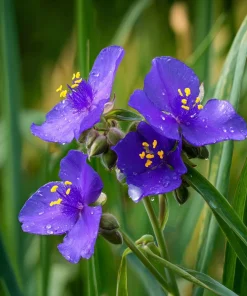 Ohio Spiderwort Seeds – Tradescantia ohiensis – 100 Seeds – Native Wildflower Perennial - Image 2