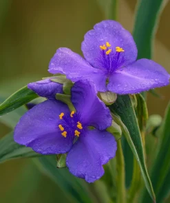 Ohio Spiderwort Seeds – Tradescantia ohiensis – 100 Seeds – Native Wildflower Perennial - Image 3