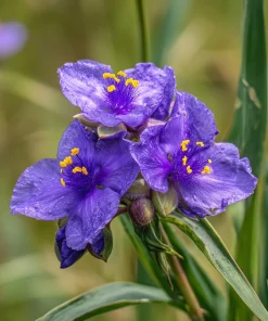 Ohio Spiderwort Seeds – Tradescantia ohiensis – 100 Seeds – Native Wildflower Perennial - Image 4