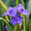 Ohio Spiderwort Seeds – Tradescantia ohiensis – 100 Seeds – Native Wildflower Perennial - Image 1