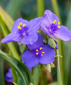 Ohio Spiderwort Seeds – Tradescantia ohiensis – 100 Seeds – Native Wildflower Perennial - Image 1