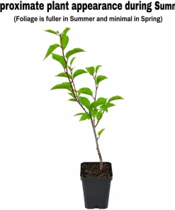 Okame Cherry Tree Live Plant – 10-16 in Tall – Quart Pot – Pink Flowering Japanese Cherry Blossom - Image 2